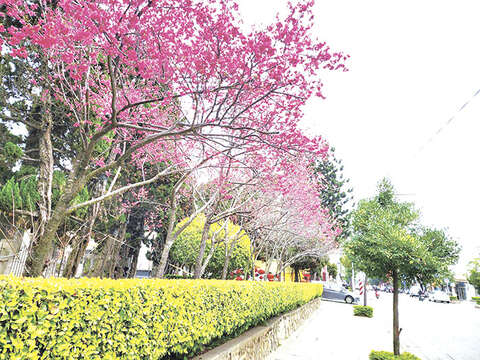县府门口旁樱花树，绯红色花瓣十分吸睛。