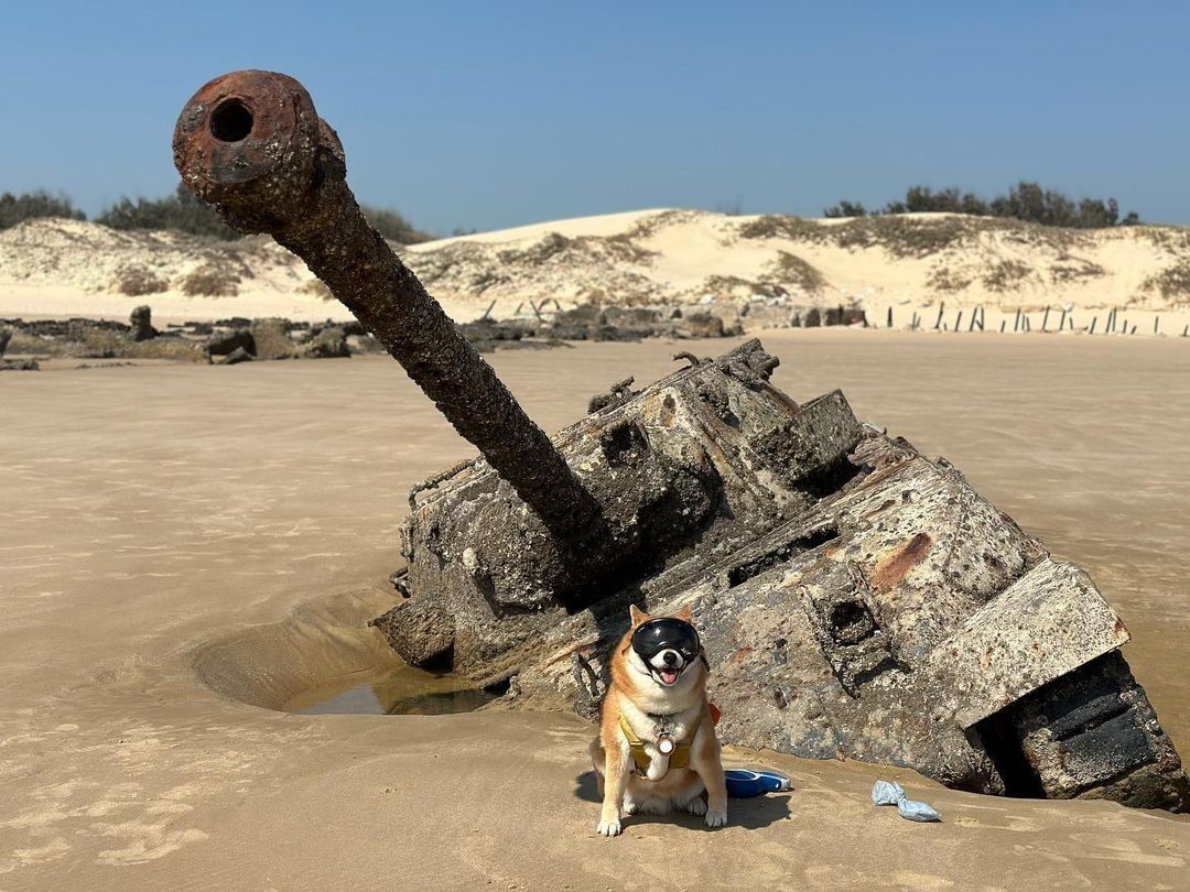 歐厝海灘
可愛柴犬與海灘上沈睡的地獄貓戰車
-
感謝 @shiba_2018_04_15 分享
-
在你的照片上標註#kinmen...