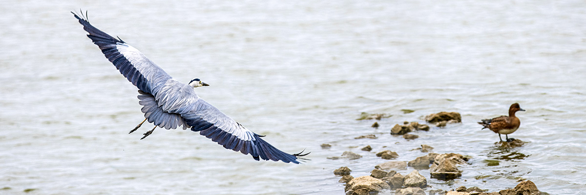 Oystercatcher