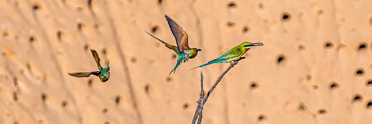 Blue-tailed bee-eaters