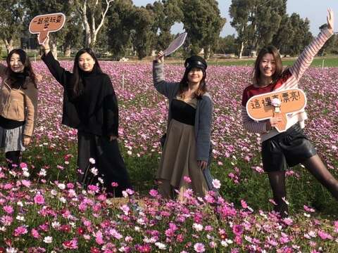 金門縣農試所表示，迎接新年特別打造花海道路，營造美不勝收的景觀，近日已吸引不少民眾到場打卡搶拍