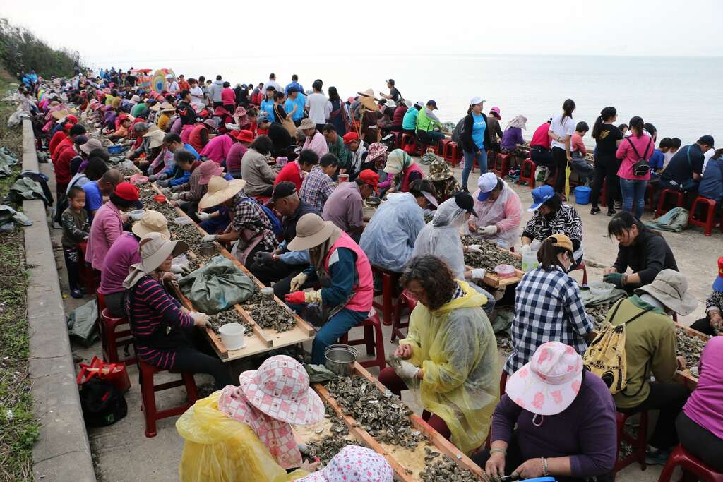 石蚵小麥文化季 千人剝蚵蔚為奇觀