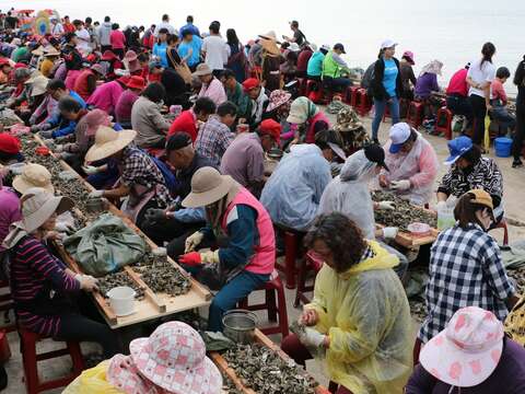 石蚵小麥文化季 千人剝蚵蔚為奇觀