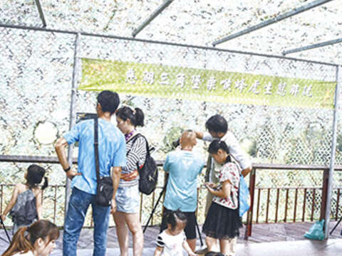 金門縣野鳥學會在慈湖三角堡現場提供精采生態解說，吸引遊客親眼一睹金門夏日精靈栗喉蜂虎的美麗身影。