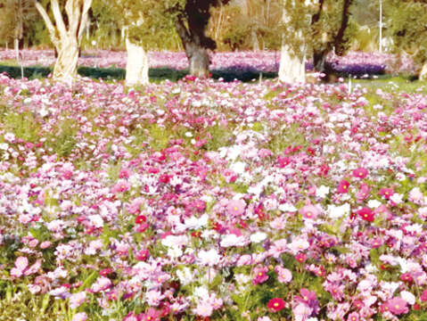 農試所營造花海景觀 把握機會踏青