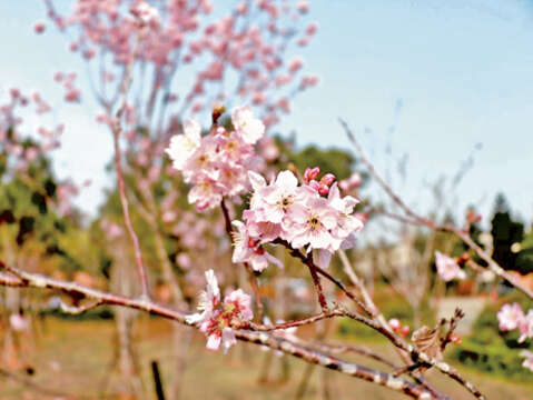 金門大學櫻花。