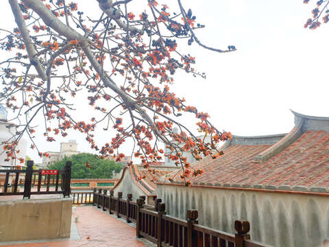 總兵署後方的木棉樹此刻開始綻放。（許峻魁攝）