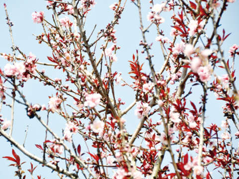 春分時節桃花開