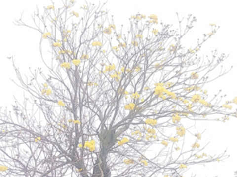 目前黄金风铃木正开花，黄色花海相当醒目。（李增汪摄）