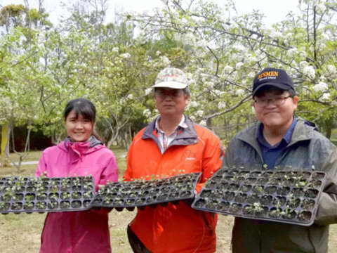 林務所98年起進行原生豆梨育種，目前年可培育3000-5000的種子苗。豆梨植株5年以上才會開花，99年起在金門植物園內栽植之豆梨近百株，目前時值花期，歡迎鄉親闔家到訪欣賞豆梨之美。（陳麗妤攝）