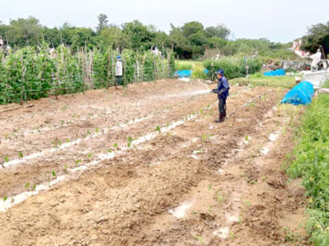 烈嶼的檳榔心芋，口感香、鬆、綿，讓人戀戀難忘，芋農春播芋苗。（許加泰攝）