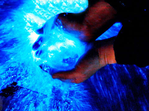 季節限定 喜迎絕美藍眼淚