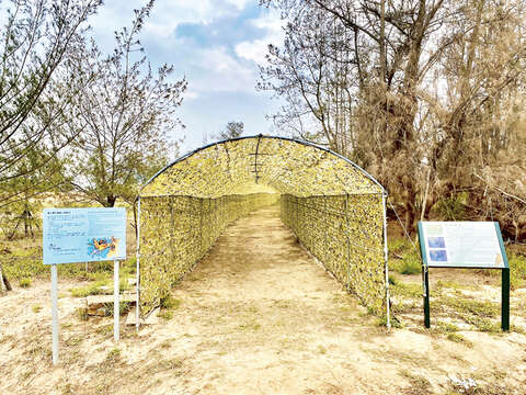 金湖鎮公所及金門國家公園於青年農莊設置迷彩的賞鳥通道及賞鳥平台，營造友善的賞鳥環境。 （金湖鎮公所提供）