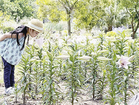 林務所今年於金門植物園生態河道旁，首次試種植粉紅色鐵砲百合Lily，預計5月中旬會盛開，歡迎民眾把握花期前往賞花。（陳麗妤攝）