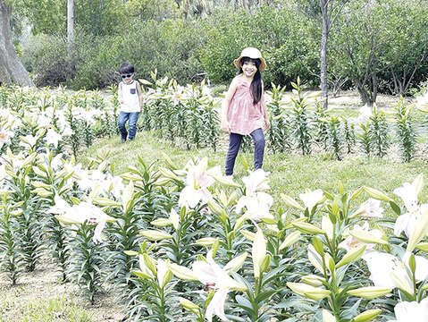 林務所今年於金門植物園生態河道旁，首次試種植粉紅色鐵砲百合Lily，預計5月中旬會盛開，歡迎民眾把握花期前往賞花。（陳麗妤攝）