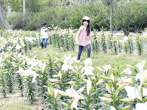 林务所今年於金门植物园生态河道旁，首次试种植粉红色铁炮百合Lily，预计5月中旬会盛开，欢迎民众把握花期前往赏花。（陈丽妤摄）
