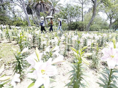 林務所今年於金門植物園生態河道旁，首次試種植粉紅色鐵砲百合Lily，預計5月中旬會盛開，歡迎民眾把握花期前往賞花。（陳麗妤攝）