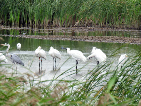鳥友洪萬福於陵水湖畔發現黑面琵鷺的蹤跡，其中有一隻腳環編號Y-61遠從韓國飛來小金門作客。（洪萬福提供）
