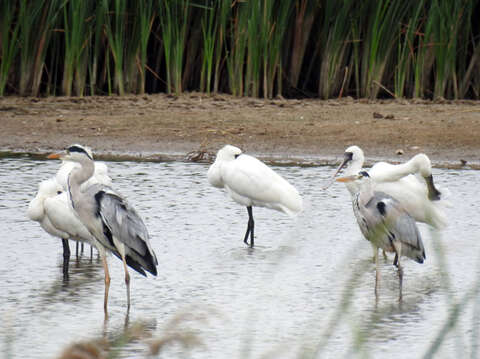 鳥友洪萬福於陵水湖畔發現黑面琵鷺的蹤跡，其中有一隻腳環編號Y-61遠從韓國飛來小金門作客。（洪萬福提供2）