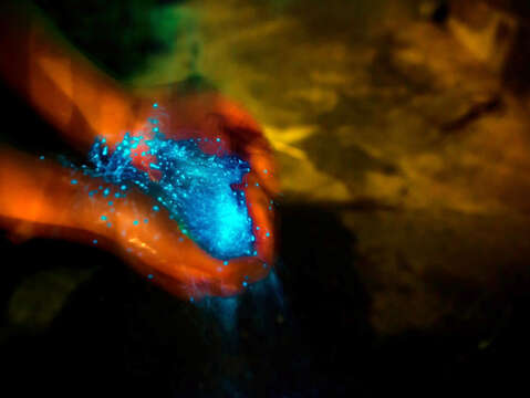 今年金門藍眼淚大爆發，旅行業者趁勢推出自由行3天2夜「機+酒」遊程。（觀光處提供）