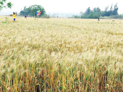 「2022金寧鄉石蚵小麥文化季」將在4月23、24日於林厝古寧頭和平紀念園區熱鬧登場。（金寧鄉公所提供1）