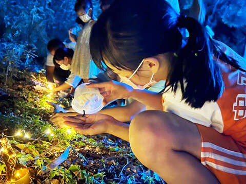 二○二二金門星光節於昨晚野放螢火蟲。熠熠螢光之中，長達兩個月的活動劃下圓滿句點。（縣府提供）