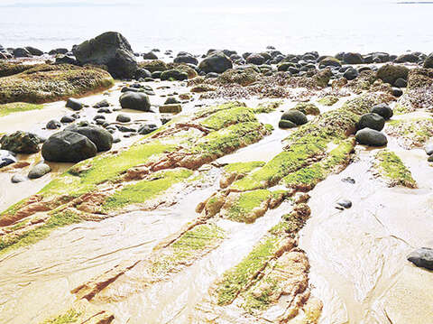 綠石槽為烈嶼鄉季節限定美景，每年吸引眾多遊客及民眾前往欣賞。（烈嶼鄉公所提供）