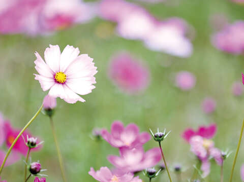 春節將至，農試所波斯菊花海已經滿滿盛開，吸引遊客到場。