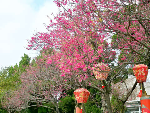 金門縣政府門口一排櫻花樹綻放，吸引大家駐足欣賞。（許峻魁攝）