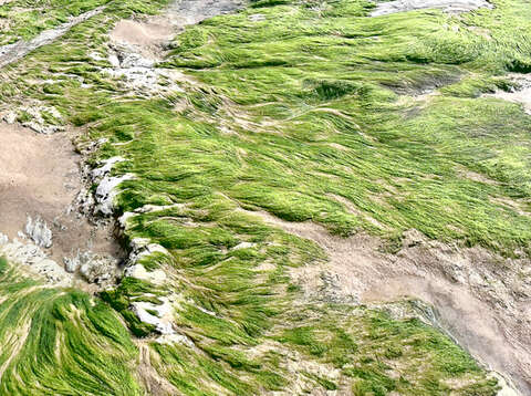石蓴、滸苔等綠色藻類形成綠色地毯般的「綠石槽」。（烈嶼鄉公所提供）