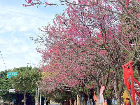 樱花季来临，各处山樱花绽放。（许峻魁摄）