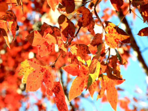 今年金門地區疑因受到降雨量過少的影響，楓樹林落葉甚早、僅剩莒光樓、漢影雲根石碣等少數景點可以看到楓紅如火的景象，地區民眾不妨把握機會前往賞楓踏青。（董森堡攝）