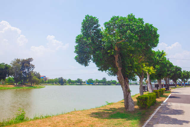 榮湖旁路樹