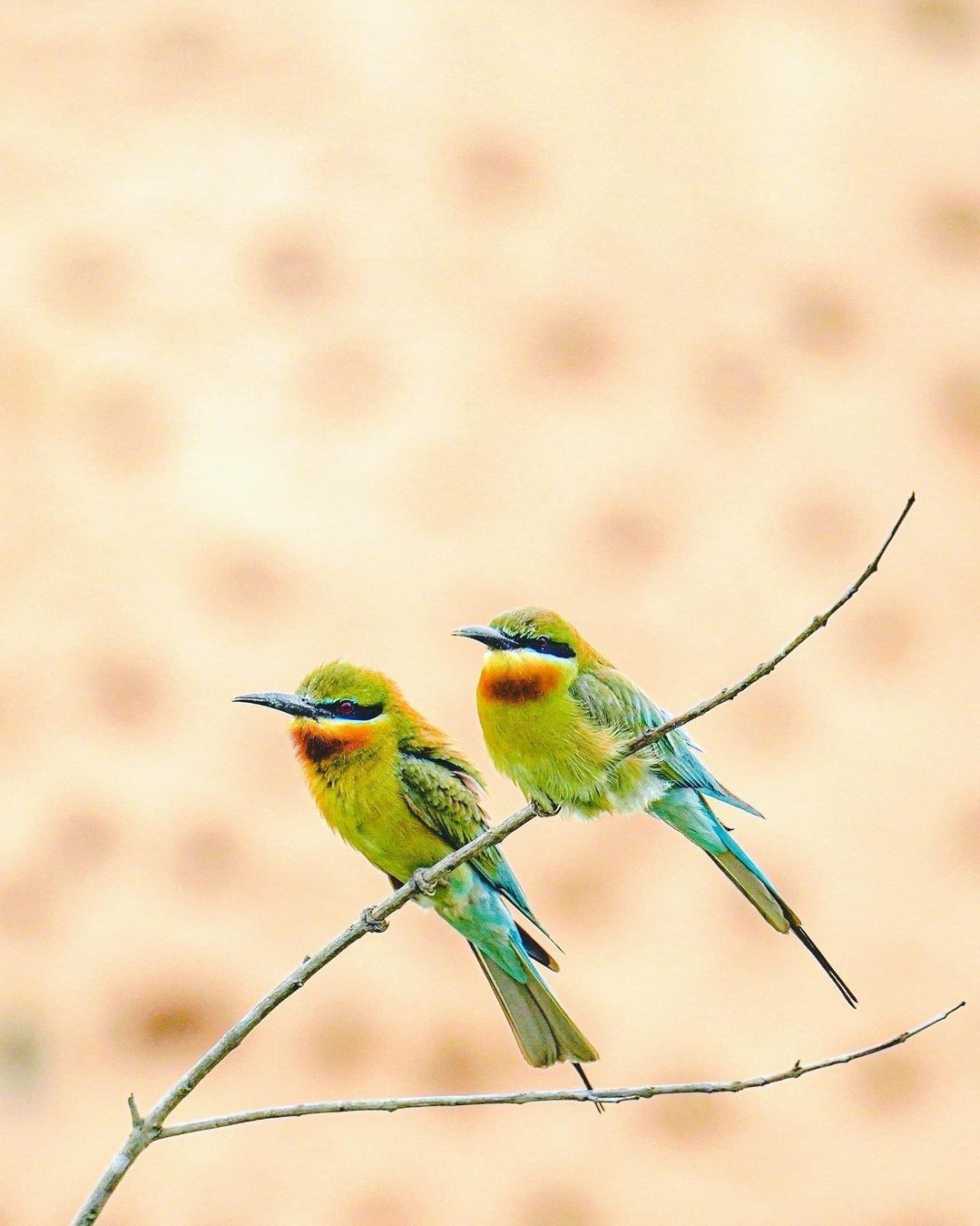 青年農莊
#夏日精靈 來報到！喜愛賞鳥的旅客，來金門就對了~
你說這一系列 #栗喉蜂虎 HD的照片，那鮮豔的羽色跟可愛的身形是不是...