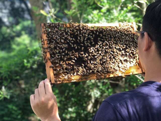 蜜蜂忙碌的身影