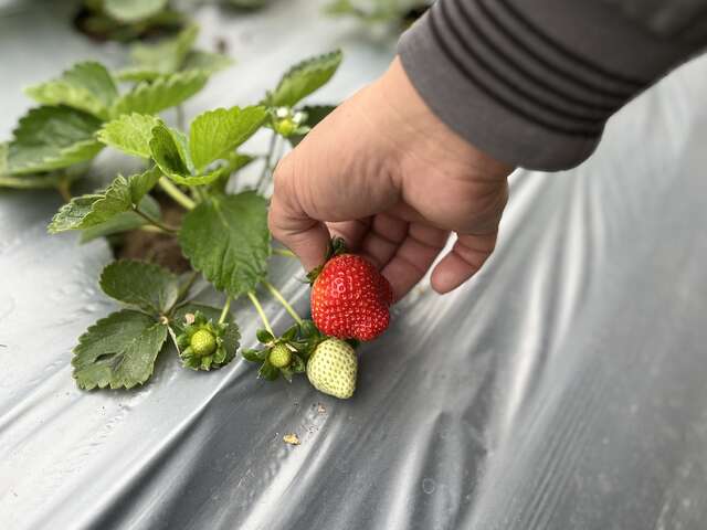 現摘草莓