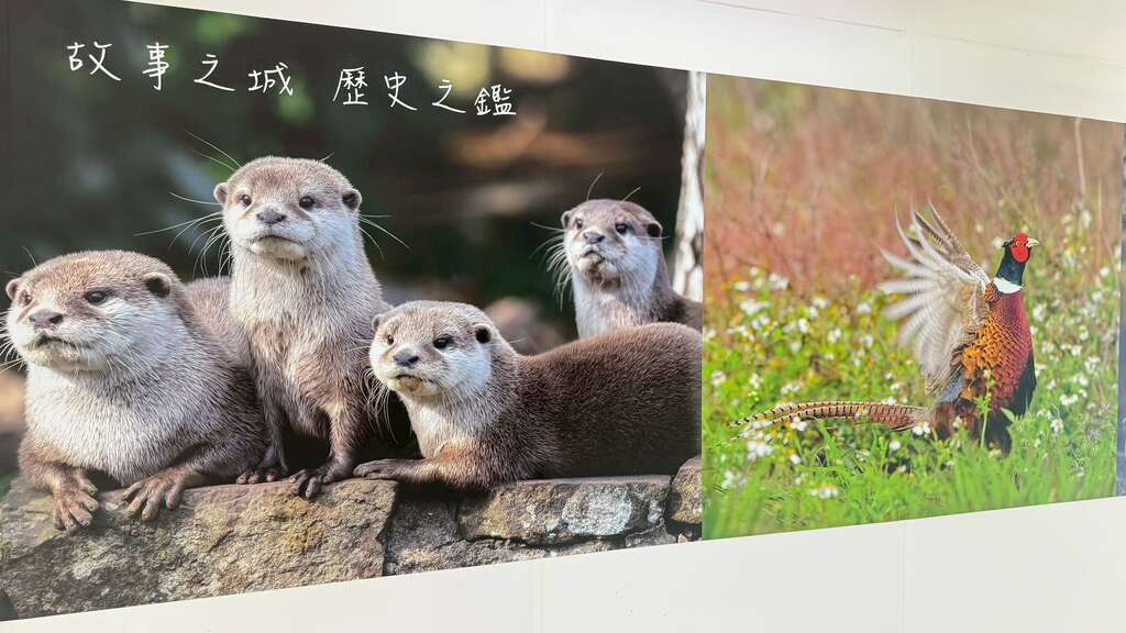 金門吉祥物(水獺~阿特)