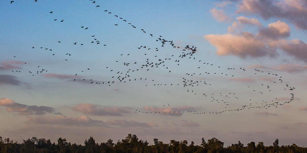 Tens of thousands of migratory birds
