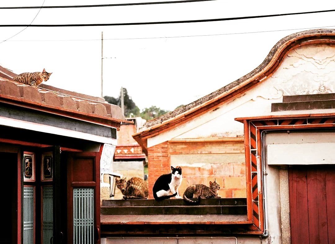 
Cats here know how to enjoy their lives definitely古厝上的貓貓們
-
感謝 @...