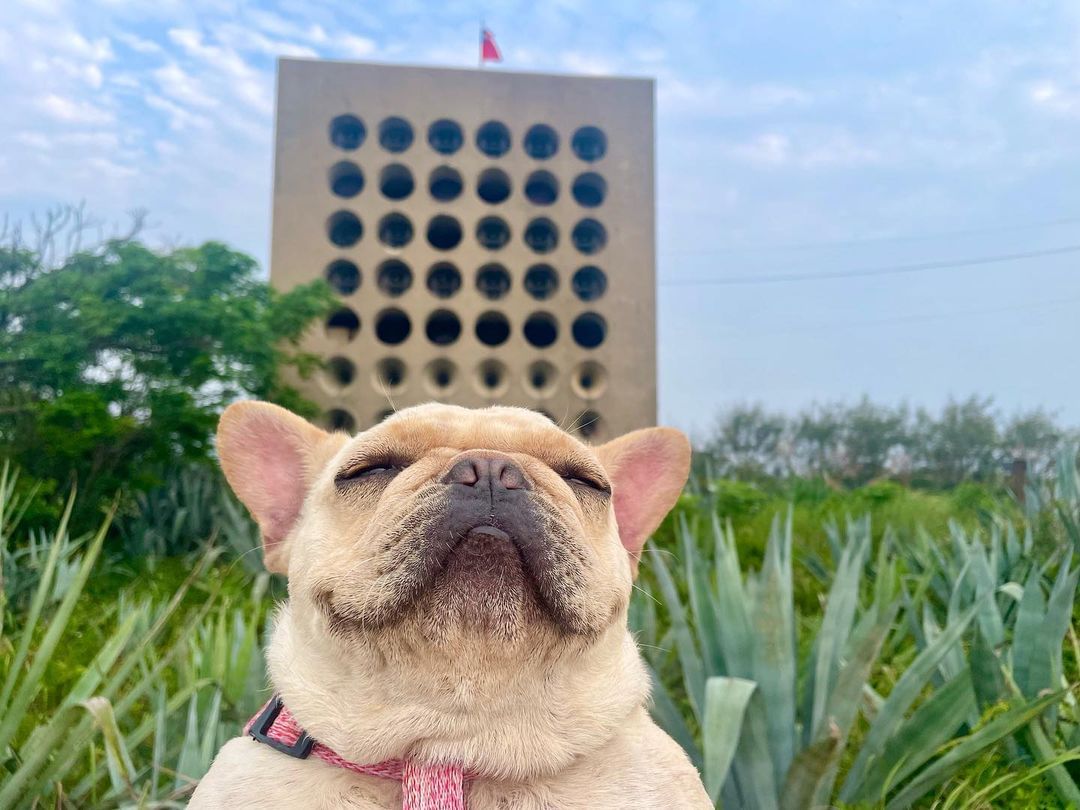 北山播音牆
此刻金門很涼爽，很適合到室外景點走走，
看這位帥狗的表情就知道，海風吹起來真的很舒服～
-
感謝 @kinmenshi...
