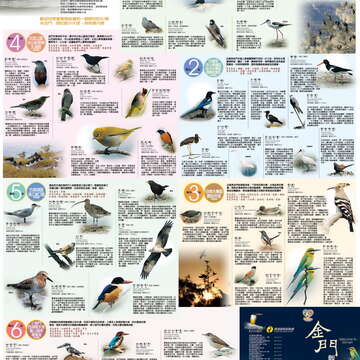 觀鳥金門